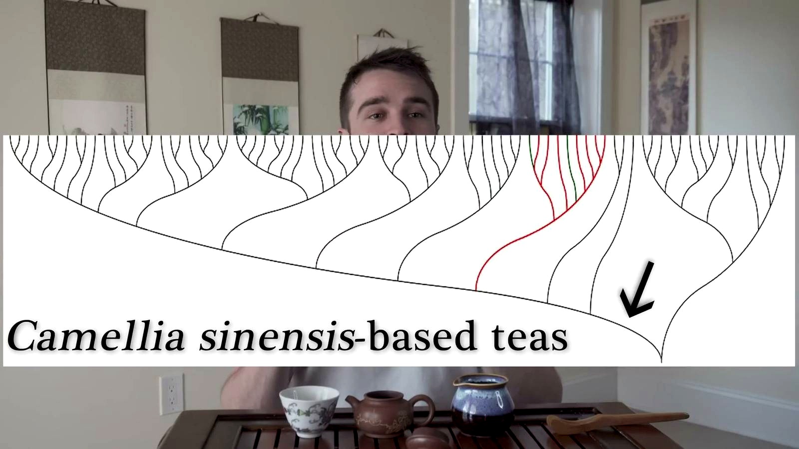 The Tree of Tea discussed in the video